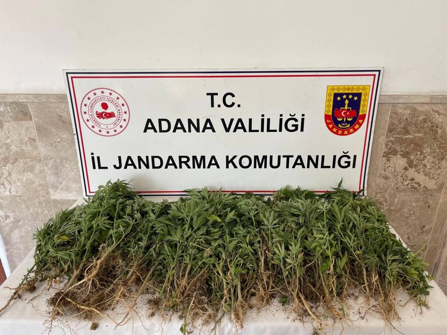 Adana'da 712 kök Hint keneviri ele geçirildi, tarla sahibi gözaltında