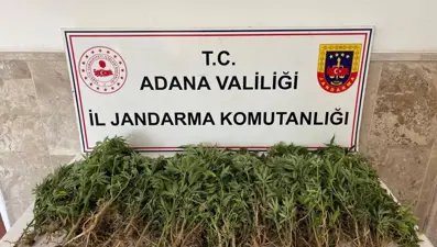 Adana'da 712 kök Hint keneviri ele geçirildi, tarla sahibi gözaltında