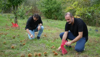 Hasat zamanı başladı: Gal arısı ve hastalıklara dayanıklı