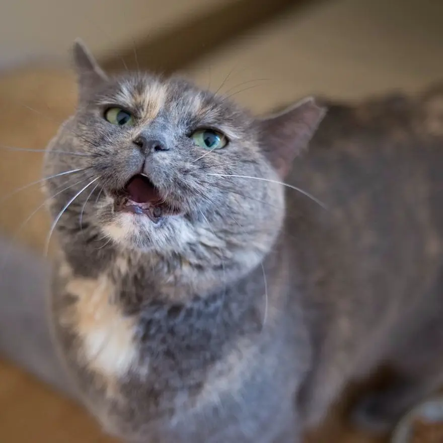 Hayatını kedileri kurtarmaya adadı 96