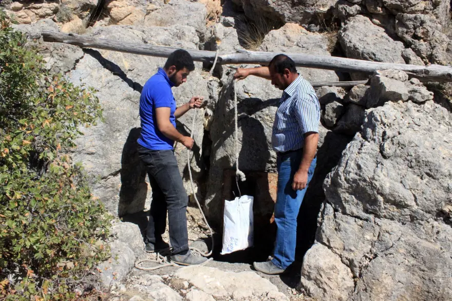 Buz mağaralarında saklanıyor: Kışın sofrada yerini alıyor Buz mağaralarında saklanıyor: Kışın sofrada yerini alıyor