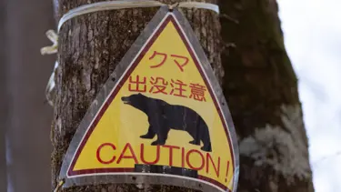 Japonya ayılarla başa çıkamıyor: Vali ordu desteği istedi