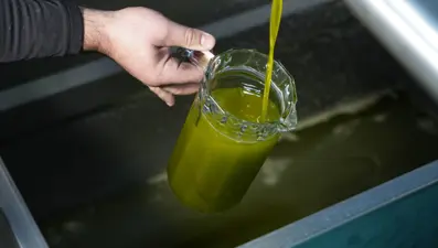 Köylüler ağaçlardan binbir zorlukla topluyor! ''Pahalı olmayı sonuna kadar hak eden besin'' 3 bin yıldır sayısız hastalığa şifa oluyor