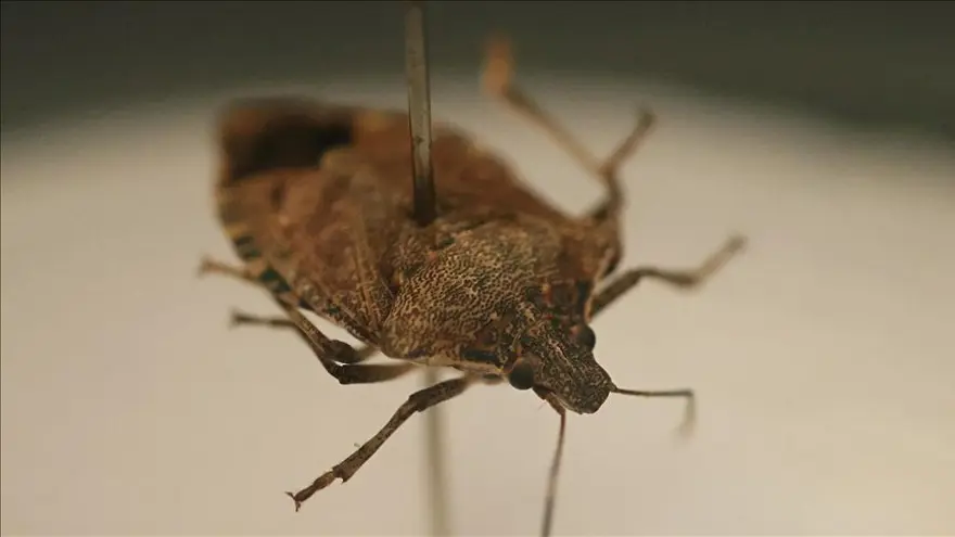 KAHVERENGİ KOKARCA BÖCEĞİ 8