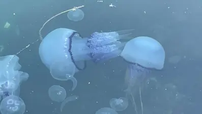 Marmara'da "bitti" derken yeniden hortladı: Balıkçılar çaresiz kaldı