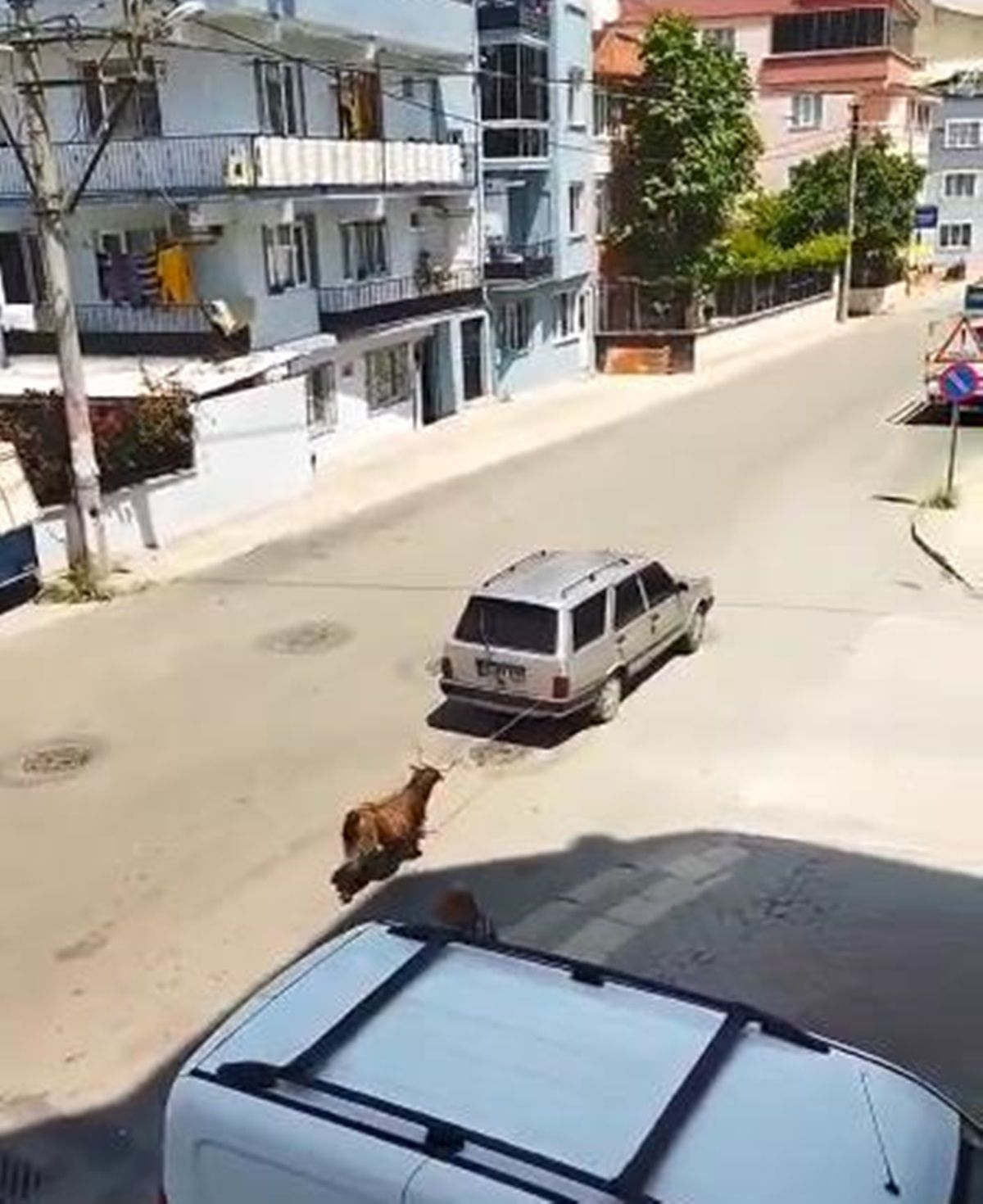 Keçiyi aracının arkasına bağlayıp sürükledi