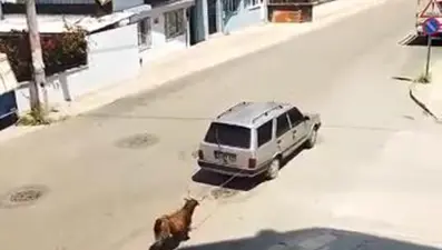 Keçiyi aracının arkasına bağlayıp sürükledi