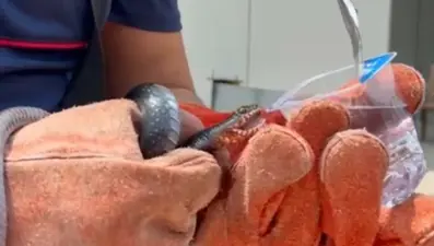 Yakaladığı yılana su içirdi: Evin bahçesine girmişti