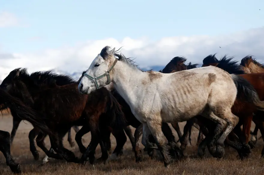 Sultan Sazlığı'na renk katan Yılkı atları kışın bölge halkınca besleniyor 4