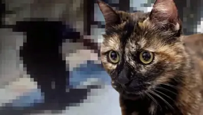 İşkenceyle öldürülen "Cezve"nin katiline indirimsiz 3 yıl 8 ay hapis