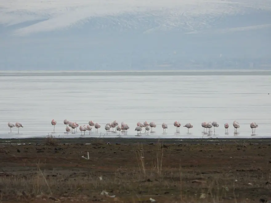 Van Gölü'nde flamingolar göç etmedi 2