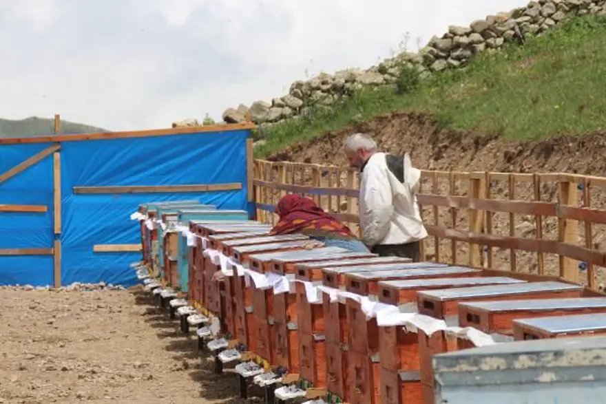 Anzer balında üretim sezonu açıldı 1