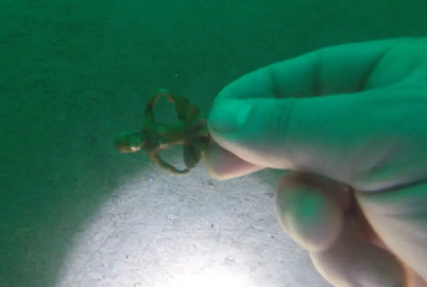 Akçakale Kalesi'nin kalıntıları deniz altından çıkıyor 16