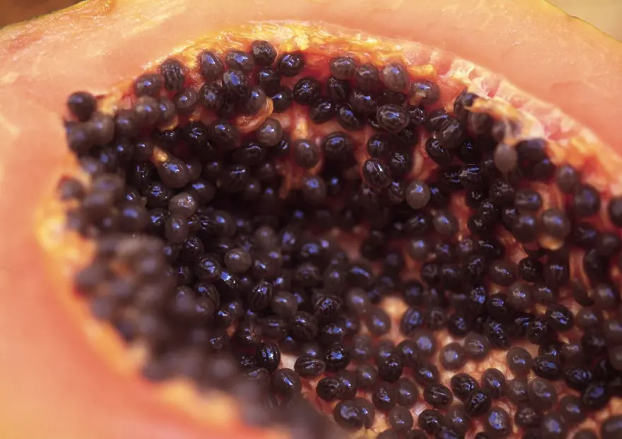 PAPAYA PAPAYA