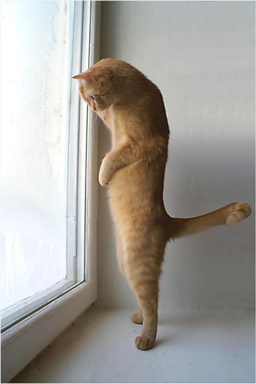 İnternetin yeni fenomenleri 26