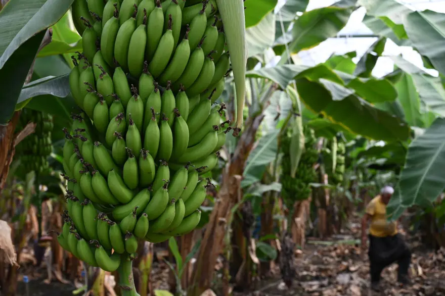 Mimardı, çiftçi oldu: 72 ton ürün alıyor, gözünü yurt dışına dikti 5