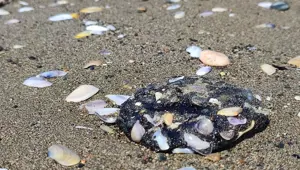 Hatay sahillerinde petrol temizliği