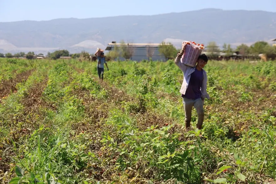 Saati 250 TL'ye çalışıyorlar: Çöl sıcaklarında zorlu ekmek mücadelesi 5