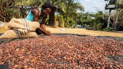 Kakao fiyatları uçtu, kaçakçılık arttı