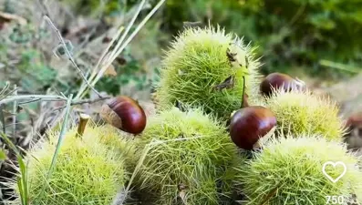 Halk arasında ona "Kara Elmas" deniliyor: Bu yıl kilosu 200 lira