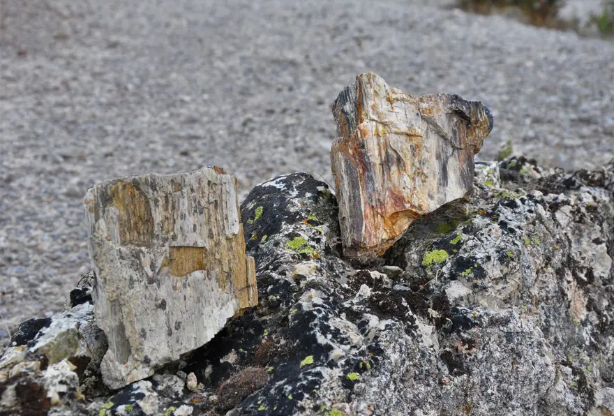 21 milyon yıllık fosil ağaç ormanı tehlikede 5