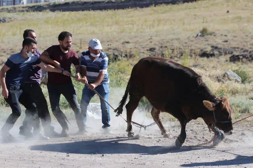 Kaçan dana ortalığı birbirine kattı: Gel kurban olduğum 2
