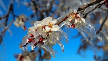 Antalya için zirai don uyarısı