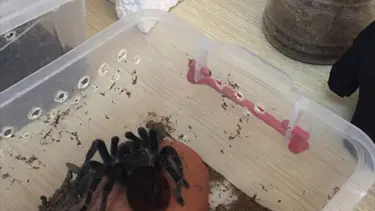 İstanbul'daki terör operasyonunda tarantula ele geçirildi