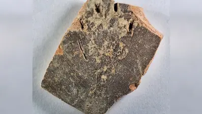 Kediler bu hareketi binlerce yıl önce de yapıyormuş: En eski pati izi bulundu