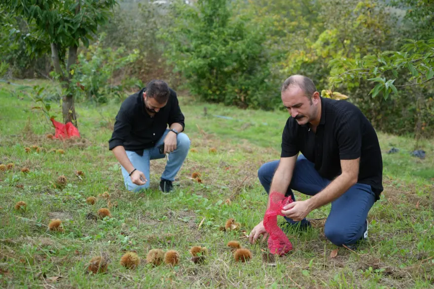 Hasat zamanı başladı: Gal arısı ve hastalıklara dayanıklı 
