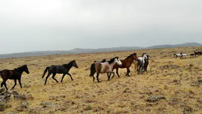 Tunceli'de özgürlüğün sembolü 'Yılkı atları' havadan görüntülendi