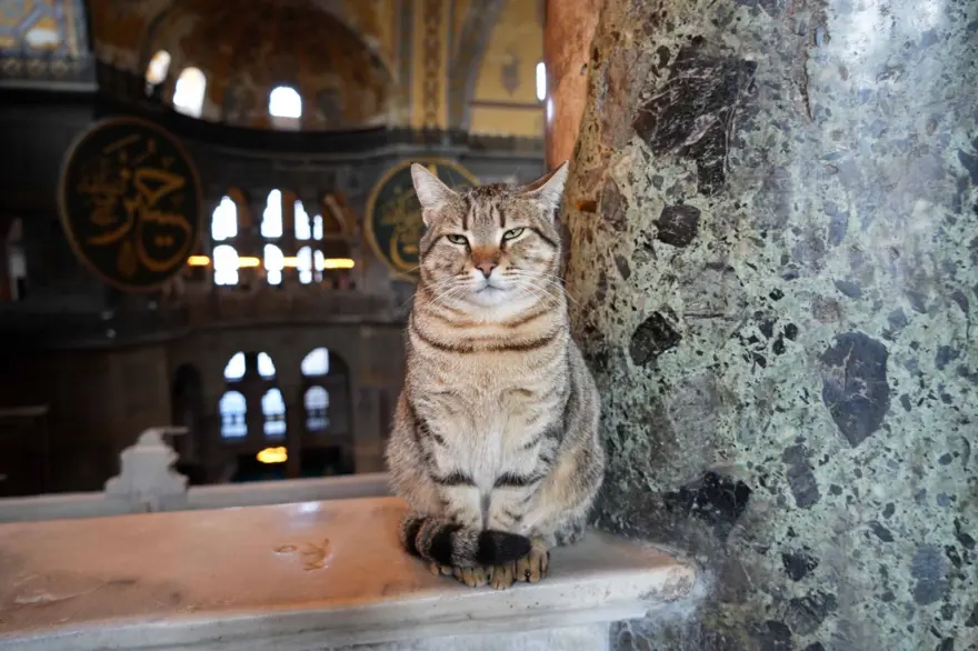 Ayasofya'nın yeni Gli’si 3 Ayasofya'nın yeni Gli’si 3