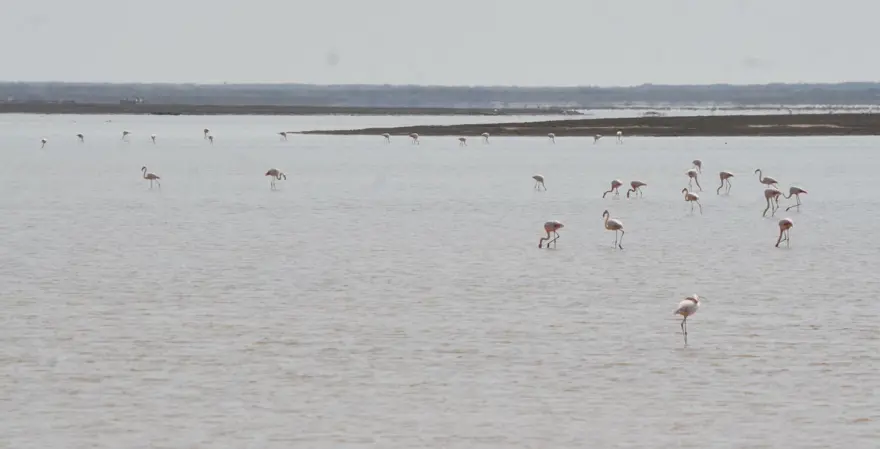 Tuz Gölü'nün misafirleri flamingolar gelmeye başladı 13
