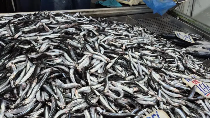 Palamudun yerini aldı. Tezgahta hamsi bolluğu var 4