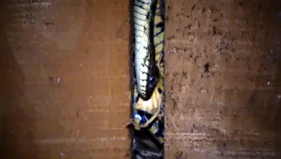 Evlerine giren yılanlar nedeniyle zor günler geçiriyorlar