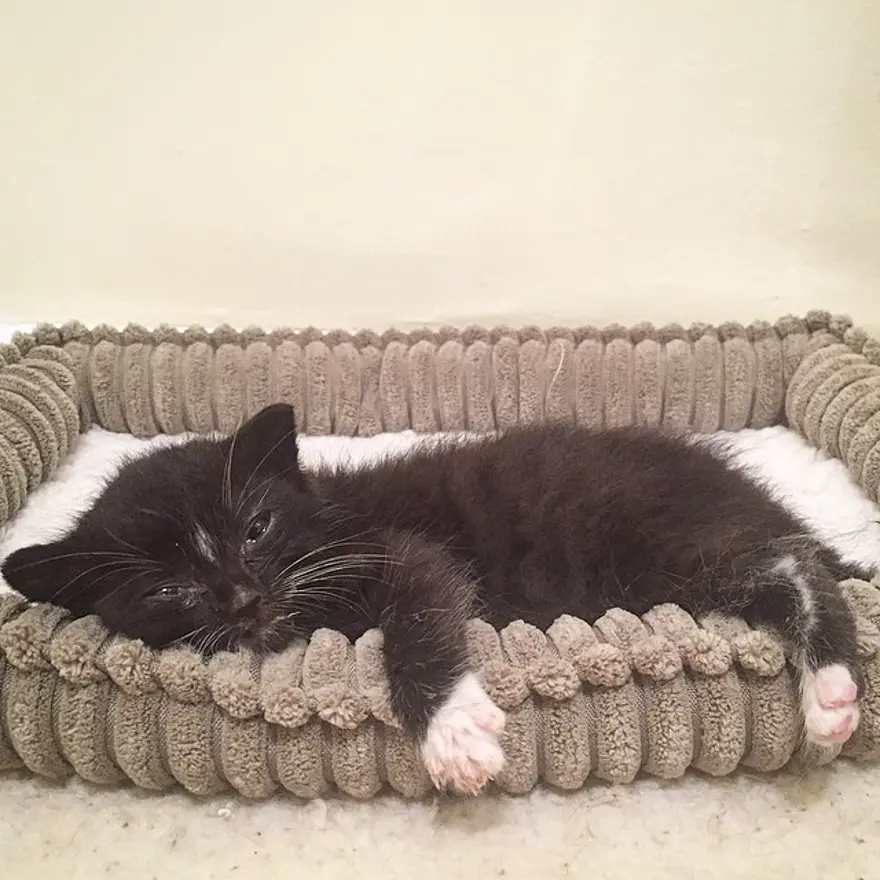 Hayatını kedileri kurtarmaya adadı 218