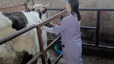 Aydın’ın 21 mahallesinde şap karantinası