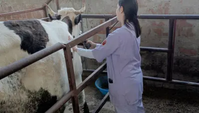 Aydın’ın 21 mahallesinde şap karantinası