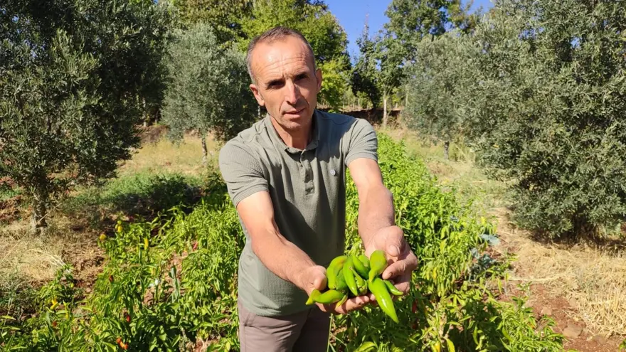 Acısıyla meşhur, hasat sona erdi: Doğal olarak üretiliyor 1 Acısıyla meşhur, hasat sona erdi: Doğal olarak üretiliyor 1