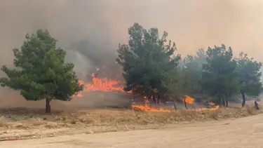 Yalova'da orman yangını