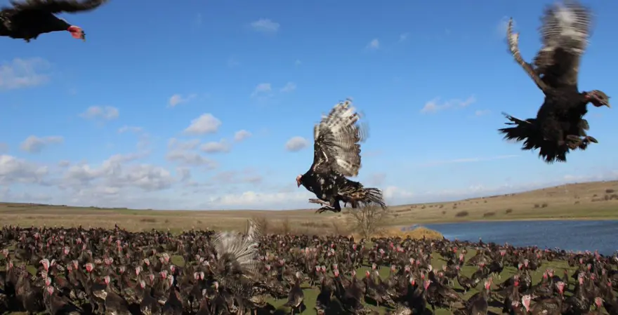 Yılbaşı hindileri satışa çıktı (Fiyatı kaç lira olacak?) 10