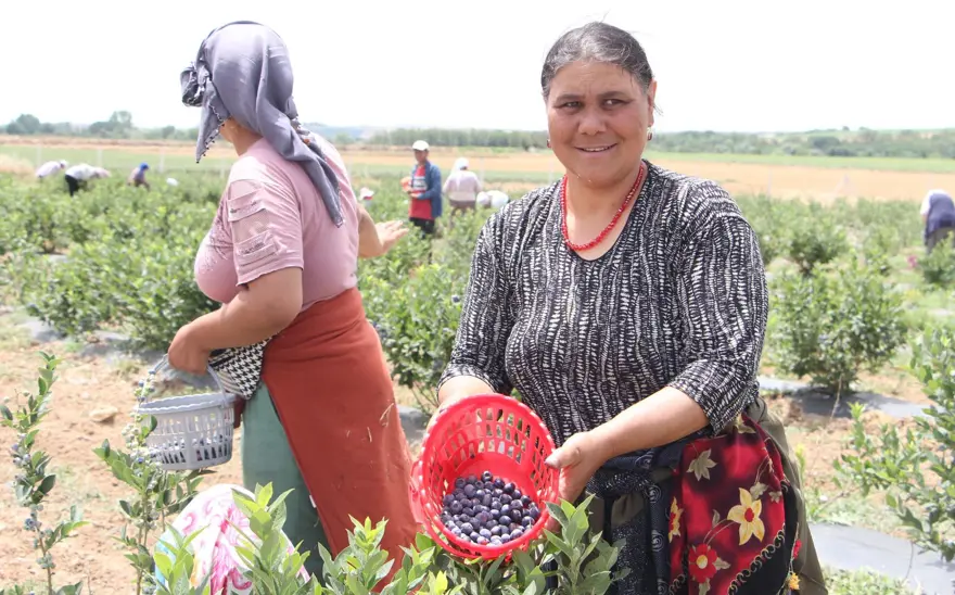 Kuzey Amerika'dan Türkiye'ye kadar yayıldı! Kilosu 230 liradan kapış kapış satılıyor, tıbbi değeri çok yüksek 14 Kuzey Amerika'dan Türkiye'ye kadar yayıldı! Kilosu 230 liradan kapış kapış satılıyor, tıbbi değeri çok yüksek 14