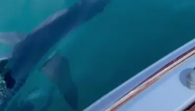 Önce Antalya şimdi de Datça... Sahillerde köpek balığı korkusu