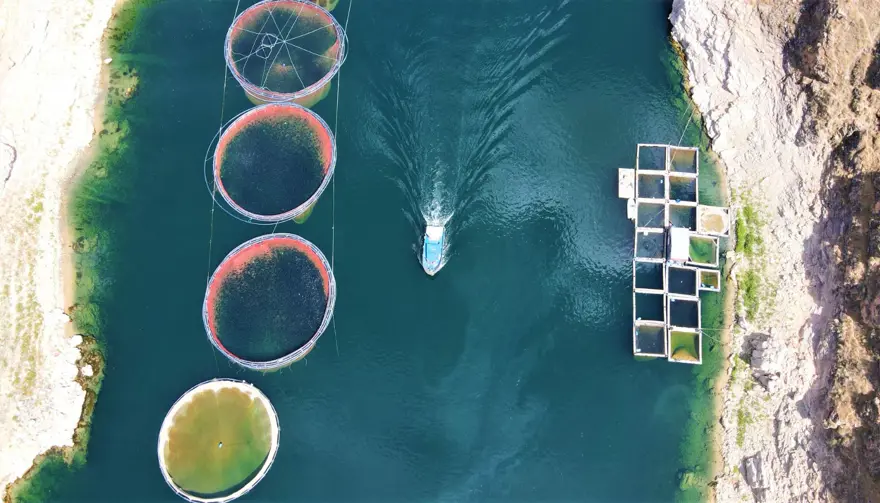 Elazığ'dan dünyaya Türk Somonu 20