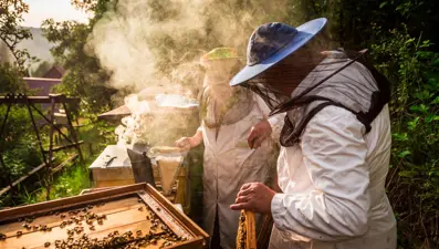 20 Mayıs Dünya Arı Günü: Arıların nüfusu azalıyor