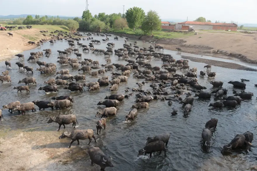 Afrika Serengeti Parkı değil Balıkesir Ovası 11