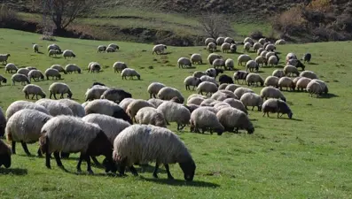 Çiftçilere hayvan başına yıllık 18 bin TL destek ödemesi ! Hayvancılığa Destek Projesi 2025 başvuru sonuçları sorgulama ekranı