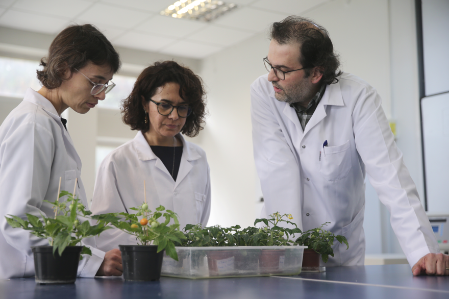 Türk bilim insanları, Ay ve Mars şartlarında domates yetiştirdi 3