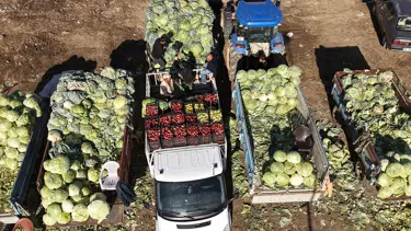  Erciş lahanasının hasadı başladı