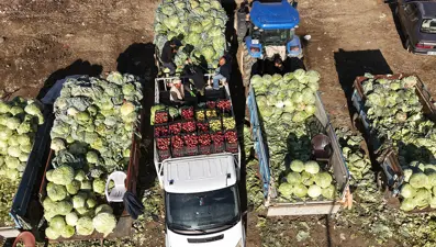  Erciş lahanasının hasadı başladı